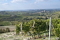 VBS_6364 - C'è un mare di velluto verde! E tu che sognavi di andare lontano... Quanta meraviglia, quì!